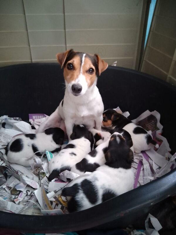 Jack Russell puppies