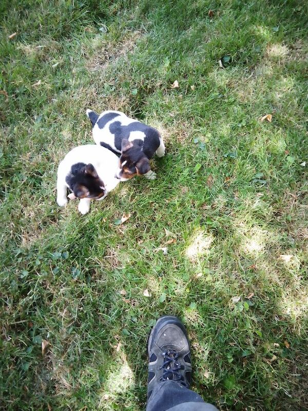 Jack Russell puppies - Image 3 of 3