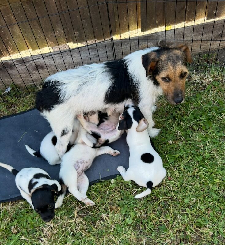 Jack Russell puppy