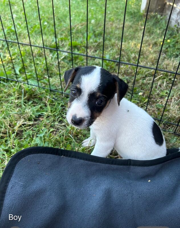 Jack Russell puppy - Image 2 of 3