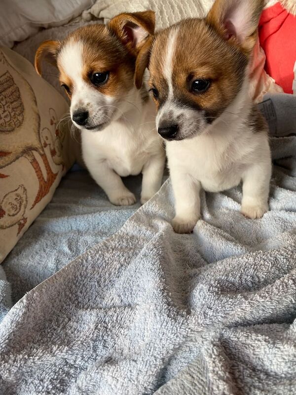 Jack Russell Terrier puppies for sale in Bournemouth, Dorset – 9 weeks old