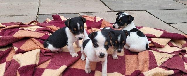 Jack Russell puppies. 4 puppies looking for forever homes. for sale in Wolverhampton, West Midlands - Image 1