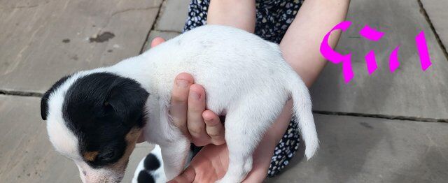 Jack Russell puppies. 4 puppies looking for forever homes. for sale in Wolverhampton, West Midlands - Image 3