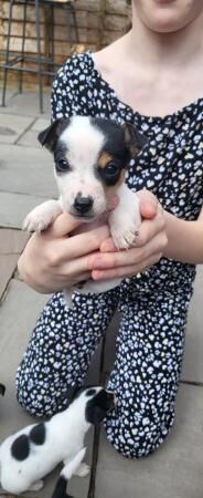 Jack Russell puppies. 4 puppies looking for forever homes. for sale in Wolverhampton, West Midlands - Image 4