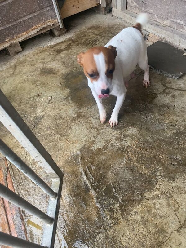 Jack Russell Terrier puppies for sale in Wickford, Essex – 1 year old - Image 2 of 3
