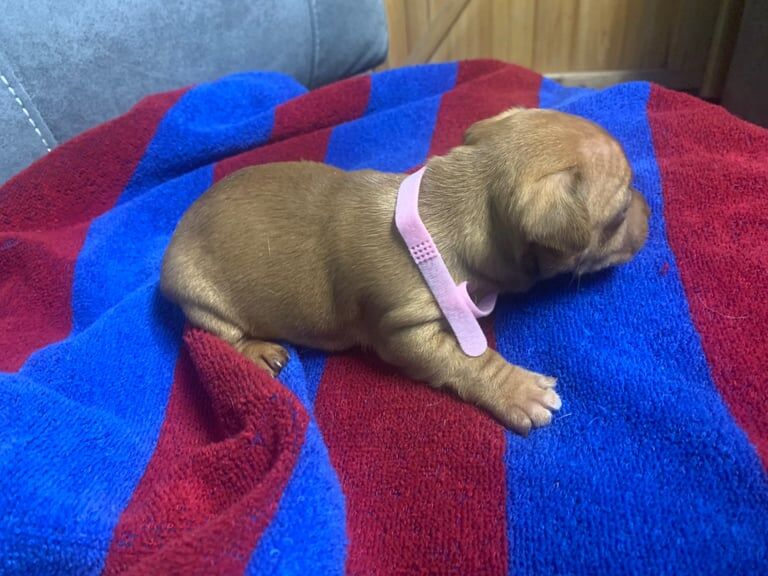 Jack Russell Terrier puppies for sale in Wickford, Essex – 1 year old - Image 3 of 3