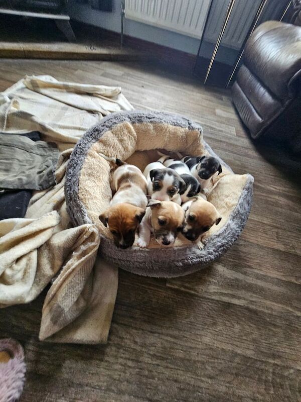 Jack Russell Puppies for sale in Maghera, County Londonderry - Image 1