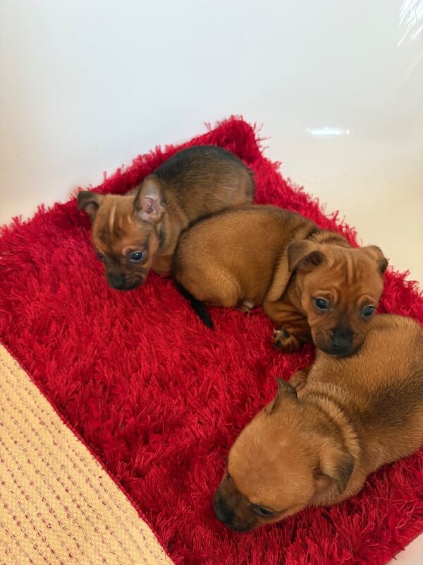 Jack Russell puppies for sale in Walsall, West Midlands – 5 months old - Image 1 of 3