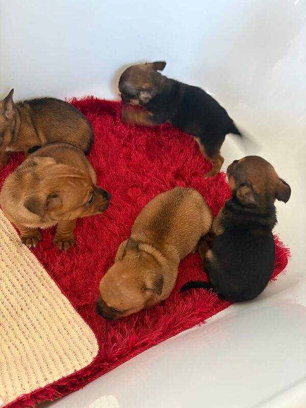 Jack Russell puppies for sale in Walsall, West Midlands – 5 months old - Image 2 of 3