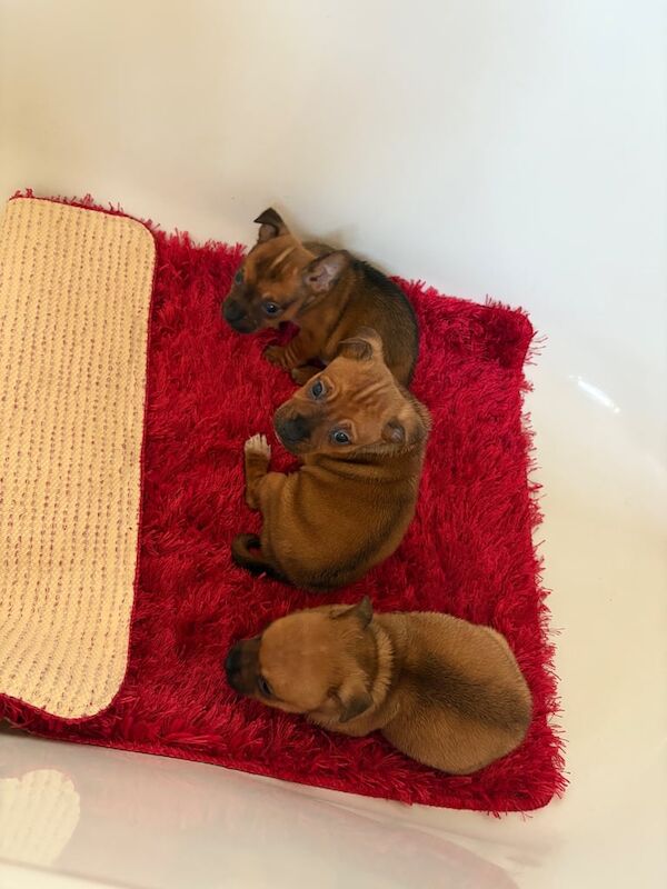 Jack Russell puppies for sale in Walsall, West Midlands – 5 months old - Image 3 of 3