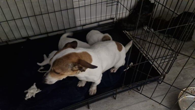 Jack Russell puppies for sale in Stenhouse, City of Edinburgh - Image 2