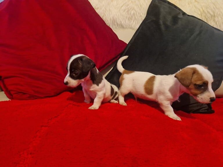 Jack Russell puppies for sale in Stenhouse, City of Edinburgh - Image 3