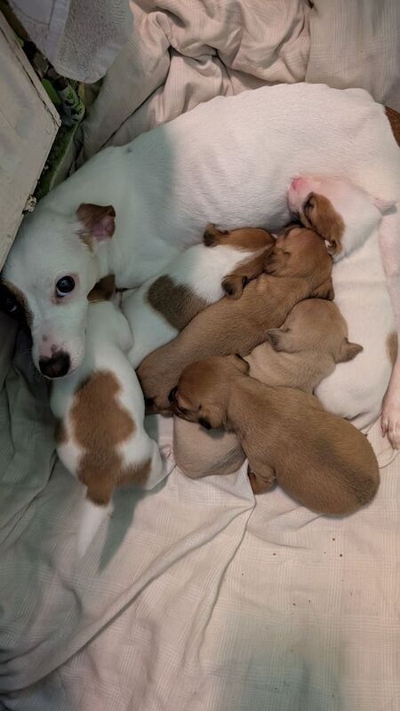 Jack Russell Terrier puppies for sale in Lambeth, Greater London – 9 months old - Image 1 of 3