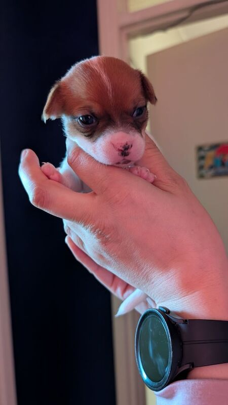 Jack Russell Terrier puppies for sale in Lambeth, Greater London – 9 months old - Image 2 of 3