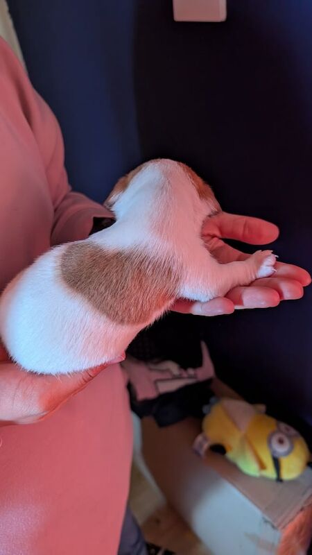 Jack Russell Terrier puppies for sale in Lambeth, Greater London – 9 months old - Image 3 of 3
