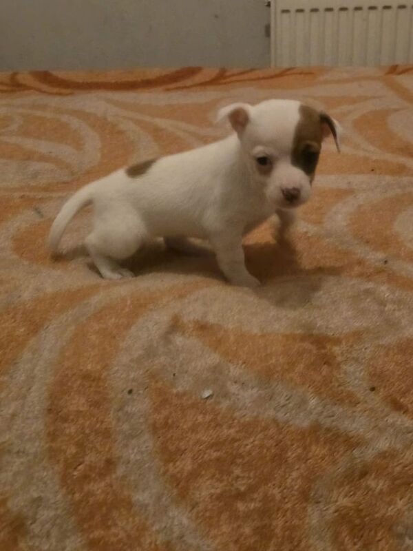 Jack Russell Terrier puppies for sale in Lambeth, Greater London – 9 months old - Image 1 of 3