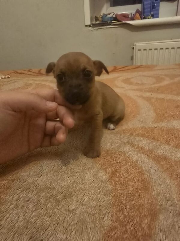 Jack Russell Terrier puppies for sale in Lambeth, Greater London – 9 months old - Image 2 of 3