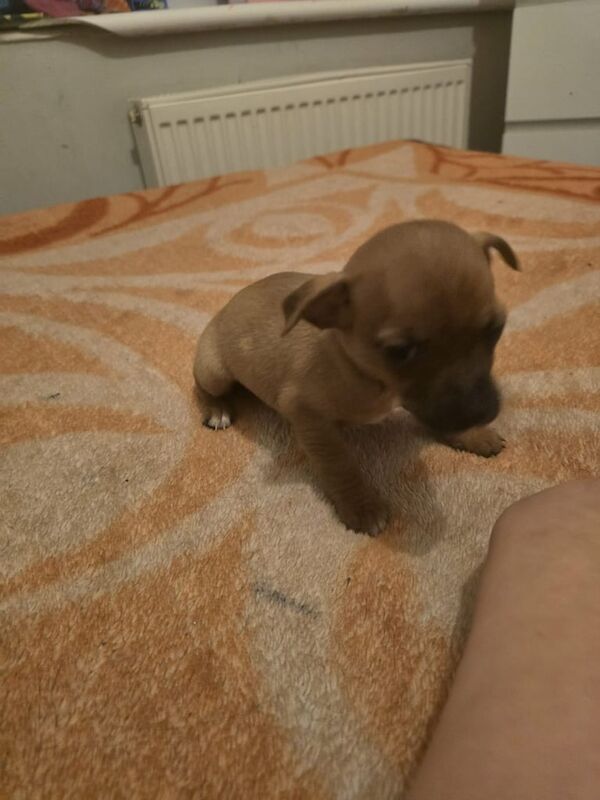 Jack Russell Terrier puppies for sale in Lambeth, Greater London – 9 months old - Image 3 of 3