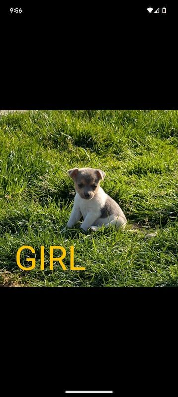 Jack Russell Puppies for sale in Bridgend, Aberdeenshire