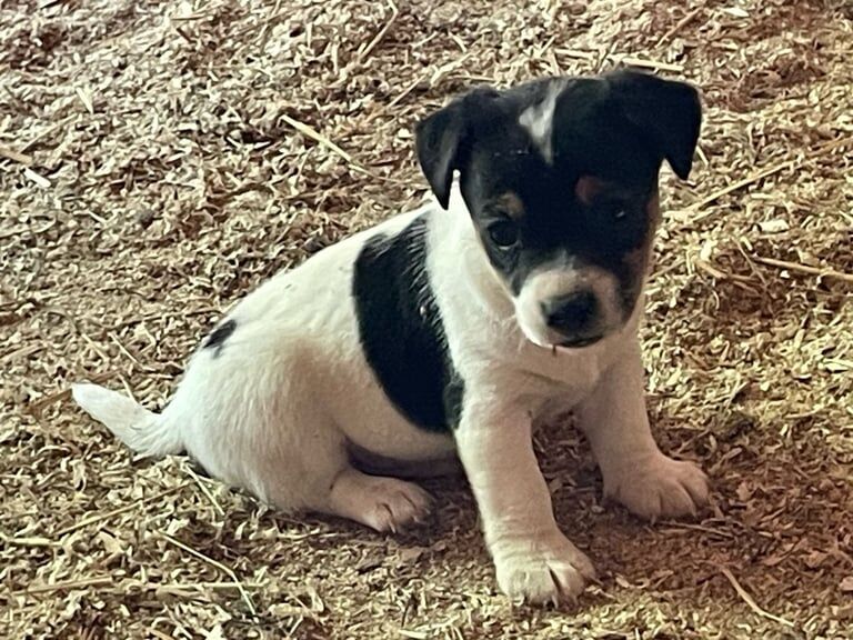 Jack Russell puppies for sale in Burgess Hill, West Sussex