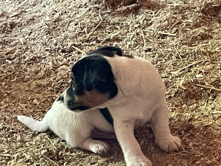 Jack Russell puppies for sale in Burgess Hill, West Sussex - Image 2