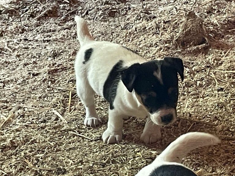 Jack Russell puppies for sale in Burgess Hill, West Sussex - Image 3