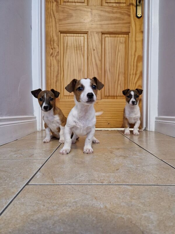 Jack Russell Puppies for sale in Armagh, County Armagh