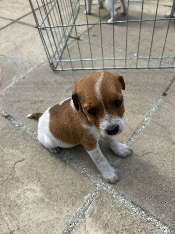 Jack Russell puppies for sale in Epsom, Surrey