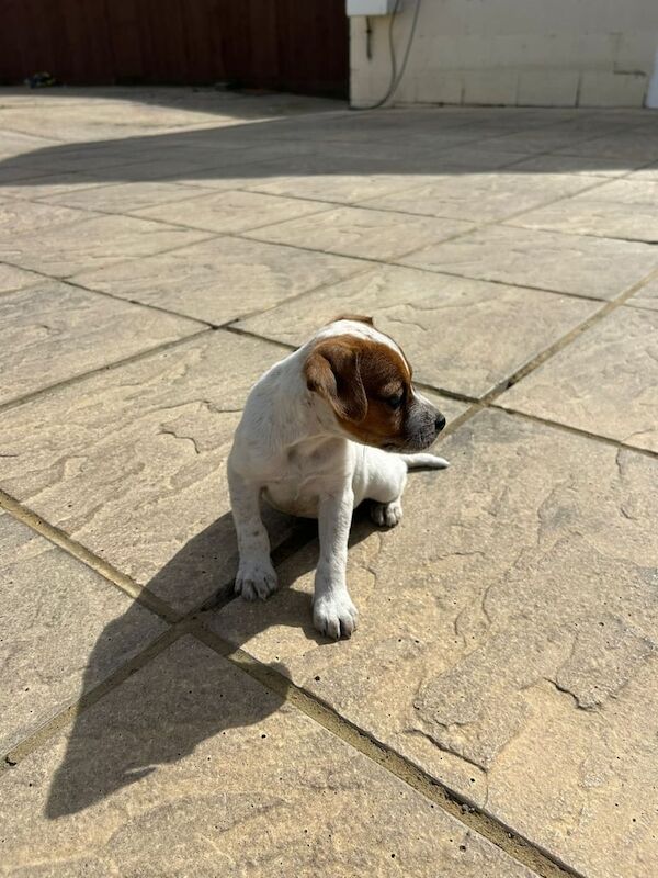 Jack Russell puppies for sale in Epsom, Surrey - Image 2