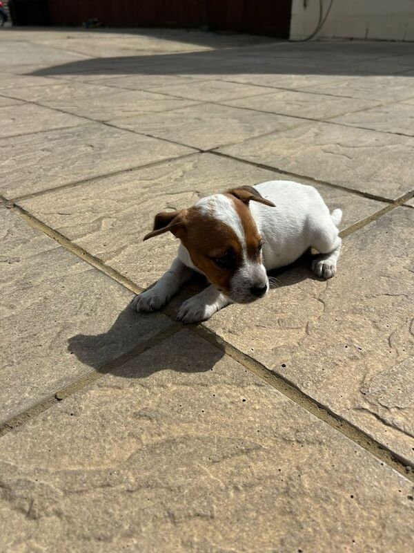 Jack Russell puppies for sale in Epsom, Surrey | Image 3