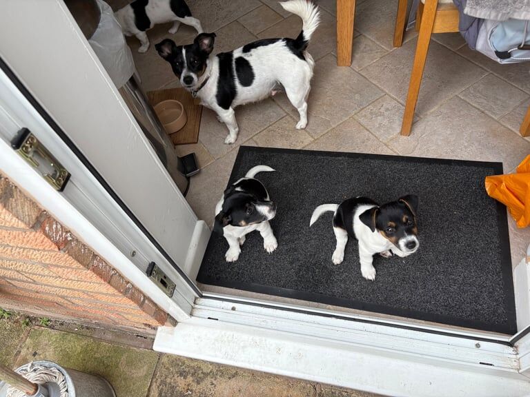 Jack Russell Puppies for sale in Warwick, Warwickshire