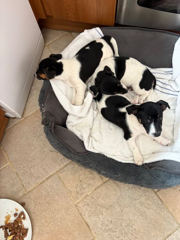 Jack Russell Puppies for sale in Warwick, Warwickshire | Image 2