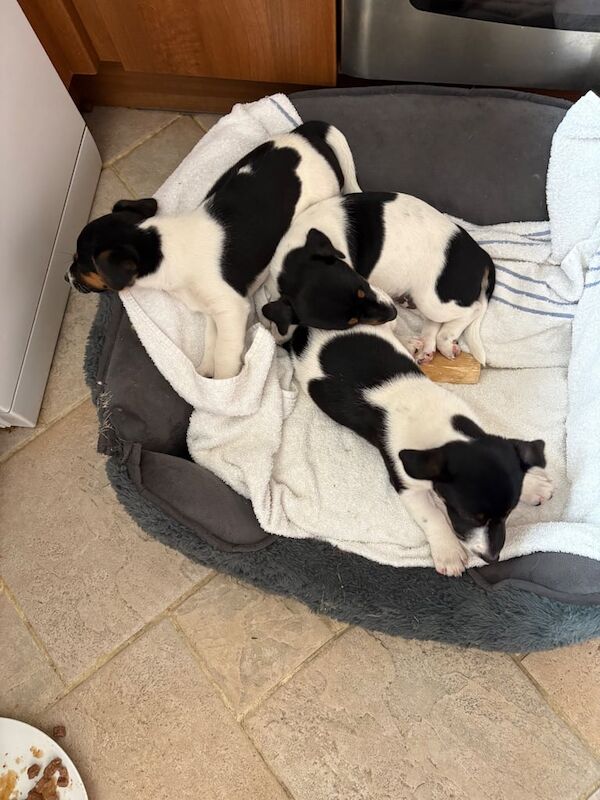 Jack Russell Puppies for sale in Warwick, Warwickshire | Image 3