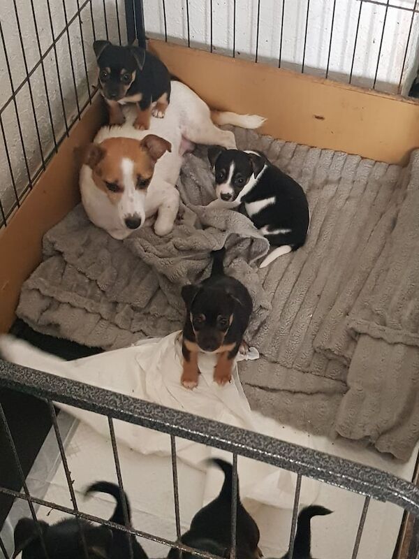 Jack Russell puppies for sale in Swansea / Abertawe, West Glamorgan