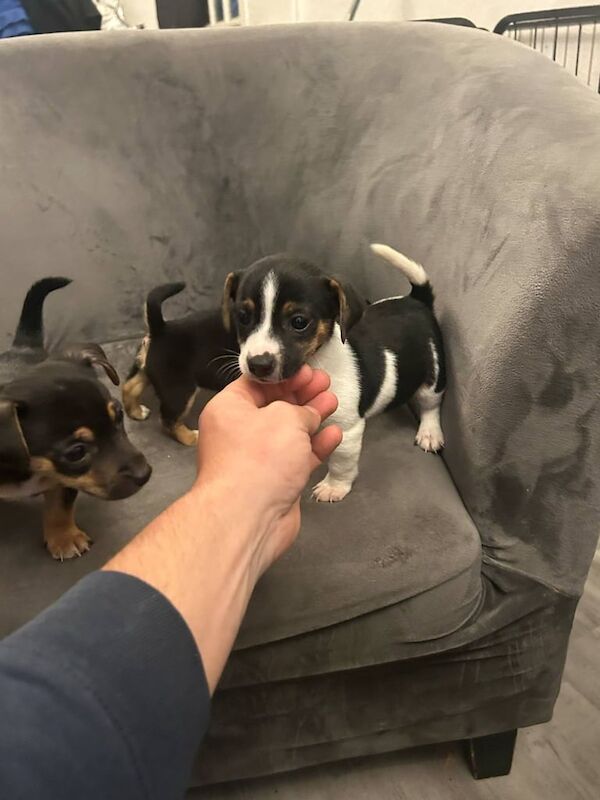 Jack Russell puppies for sale in Swansea / Abertawe, West Glamorgan | Image 2