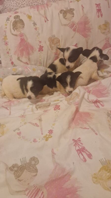 Jack Russell puppies for sale in East End, East Riding of Yorkshire