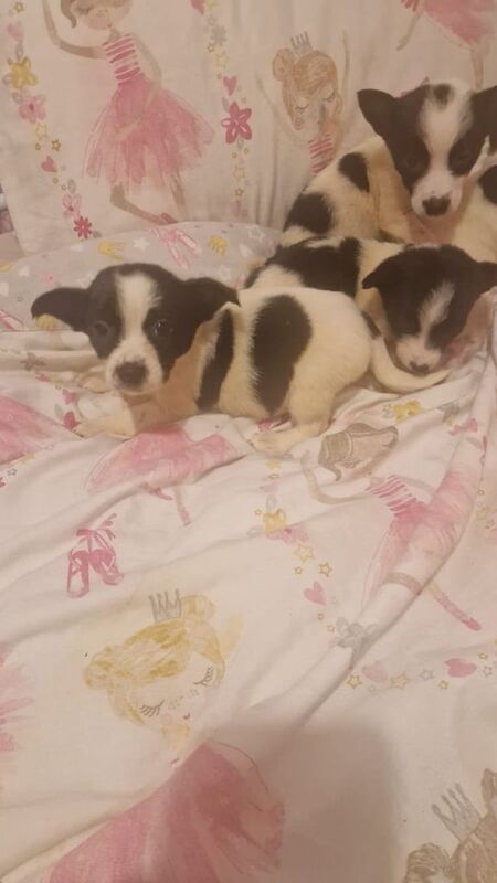 Jack Russell puppies for sale in East End, East Riding of Yorkshire | Image 2