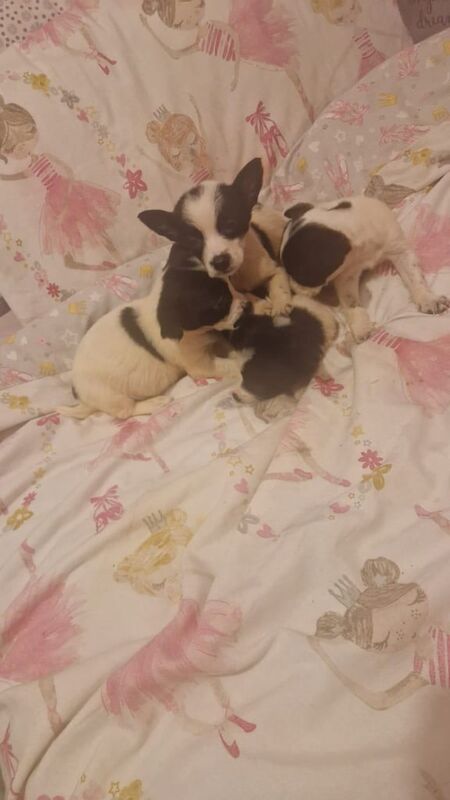 Jack Russell puppies for sale in East End, East Riding of Yorkshire | Image 3