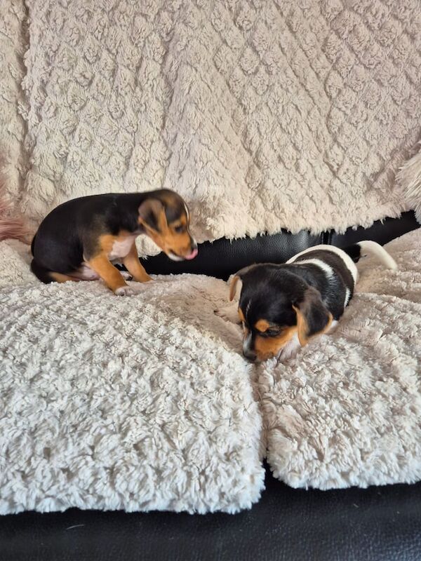 Jack russell puppies for sale in Cameron, Fife