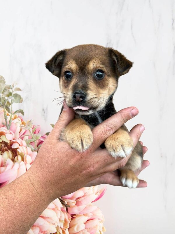 Jack Russell puppies for sale in Middlesbrough, North Yorkshire