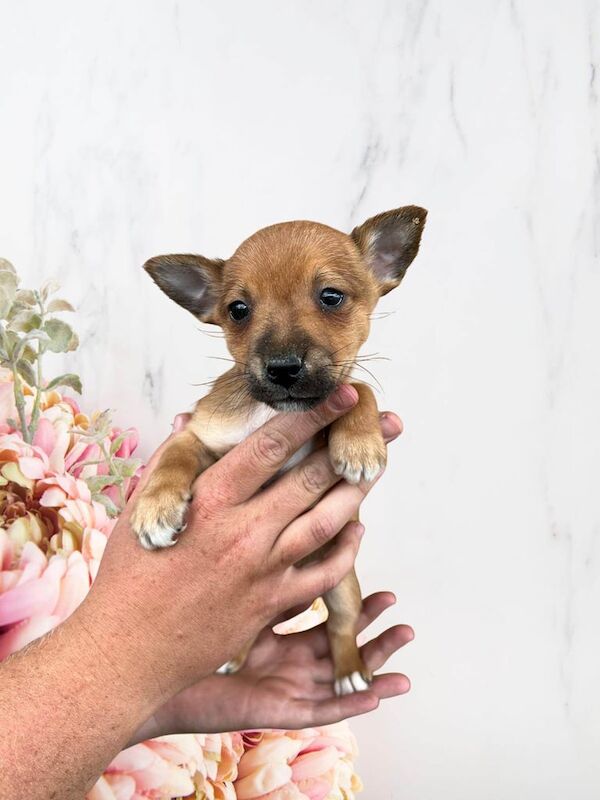 Jack Russell puppies for sale in Middlesbrough, North Yorkshire | Image 2