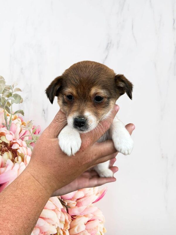 Jack Russell puppies for sale in Middlesbrough, North Yorkshire | Image 3