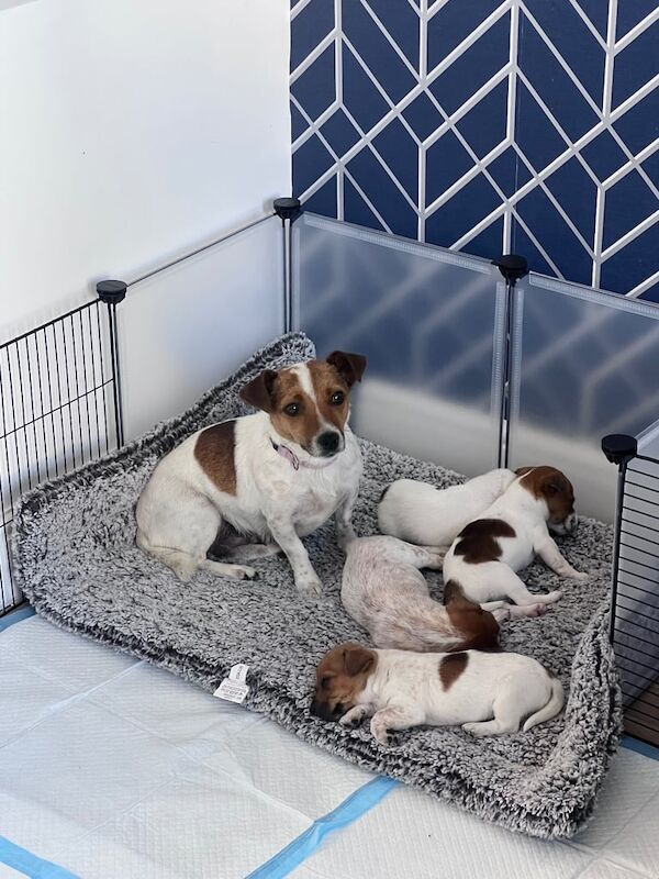 Jack Russell puppies for sale in Trowbridge, Wiltshire
