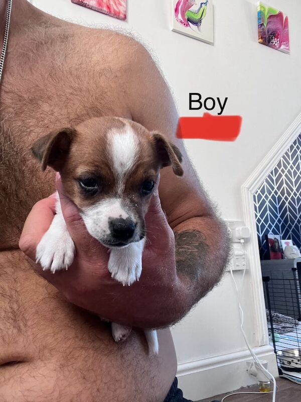 Jack Russell puppies for sale in Trowbridge, Wiltshire | Image 2