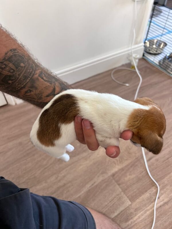 Jack Russell puppies for sale in Trowbridge, Wiltshire | Image 3