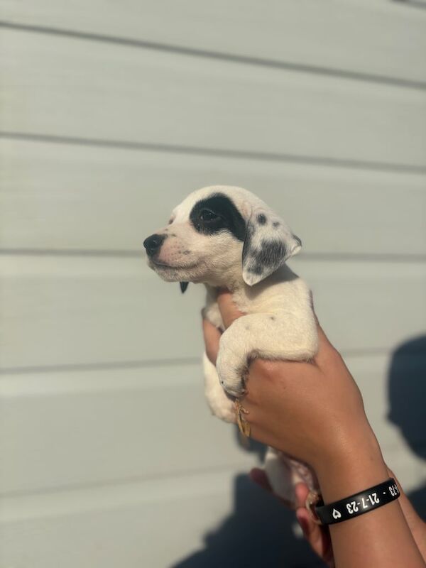 Jack Russell puppies for sale in Uxbridge, Greater London