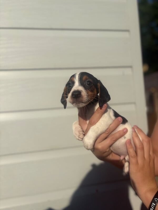 Jack Russell puppies for sale in Uxbridge, Greater London - Image 2