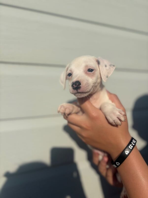 Jack Russell puppies for sale in Uxbridge, Greater London - Image 3