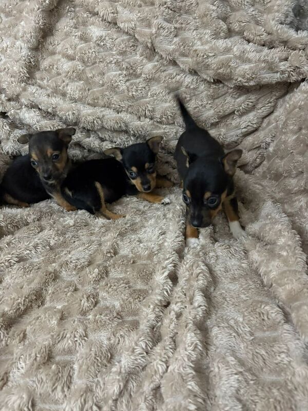 Jack Russell puppies for sale in South Side, City of Edinburgh – 9 weeks old