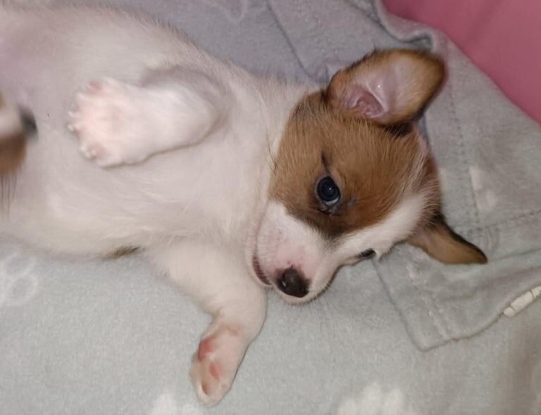 Jack Russell puppies for sale in Bulwell, Nottinghamshire – 8 weeks old